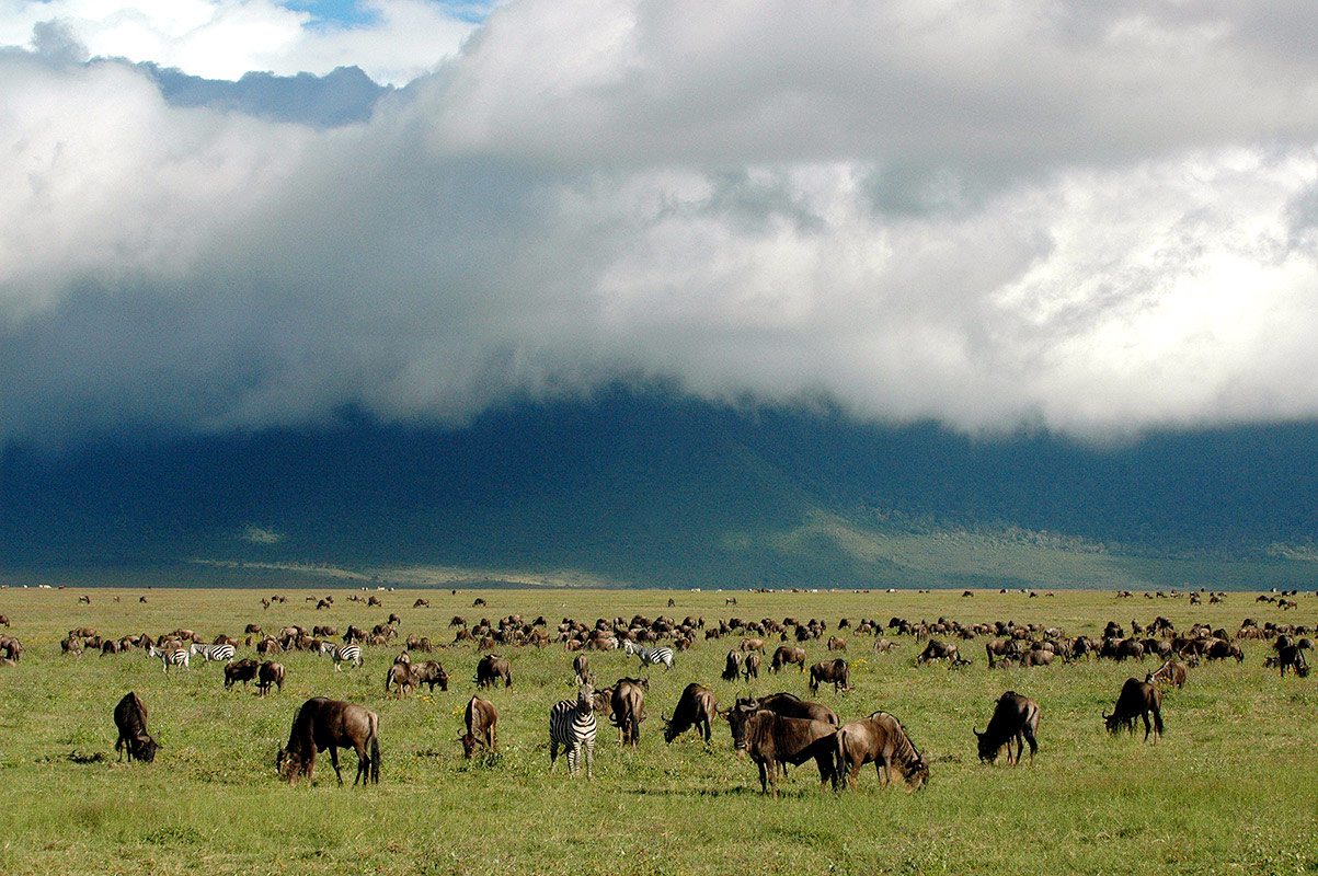 Ngorongoro Crater safari and tours