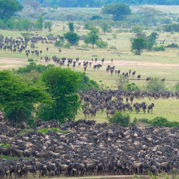great wildebeest migration tanzania