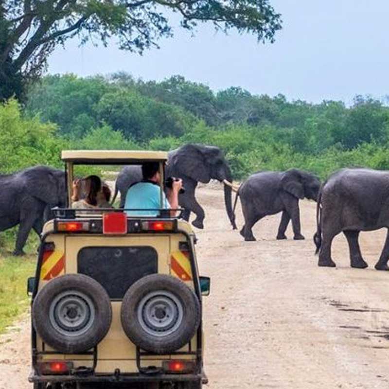 Gmae drive luxury safari tarangire