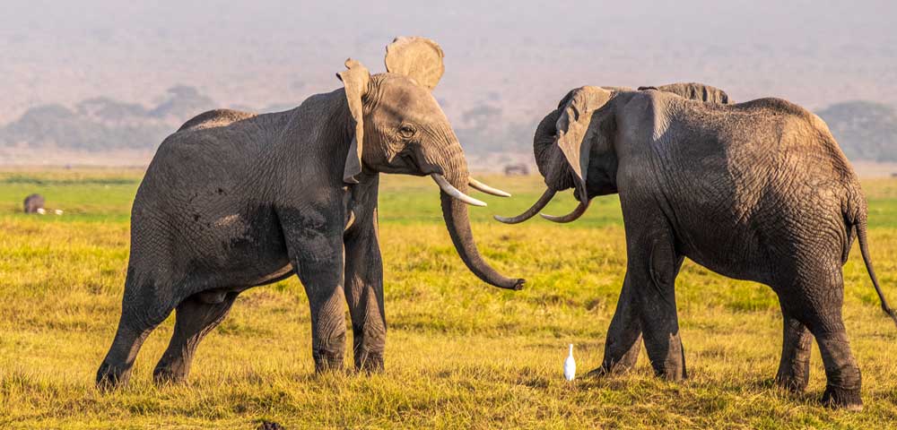 african elephant wildlife scene in nature habitat