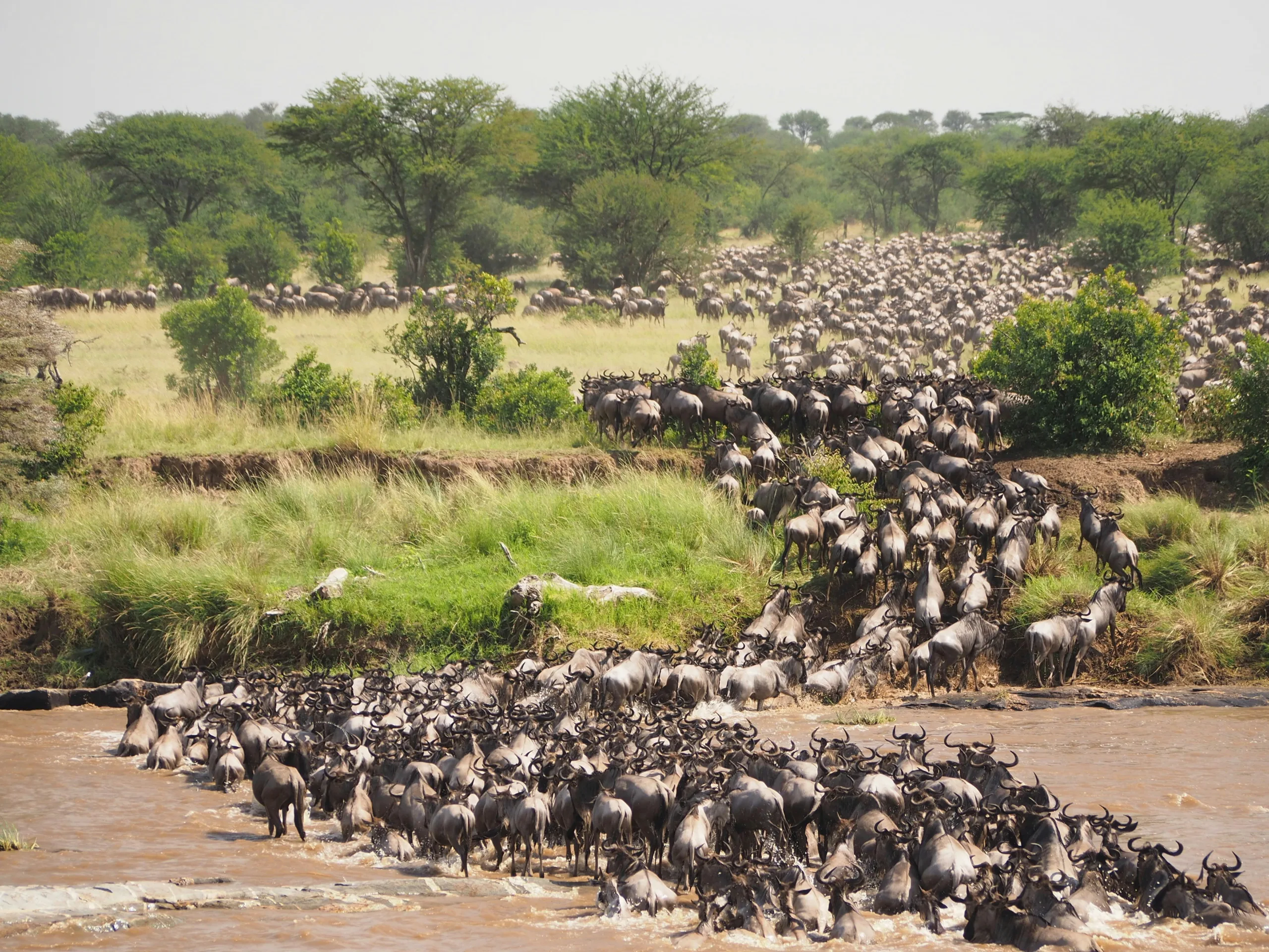 Where Is the Best Place for Safari in Tanzania?