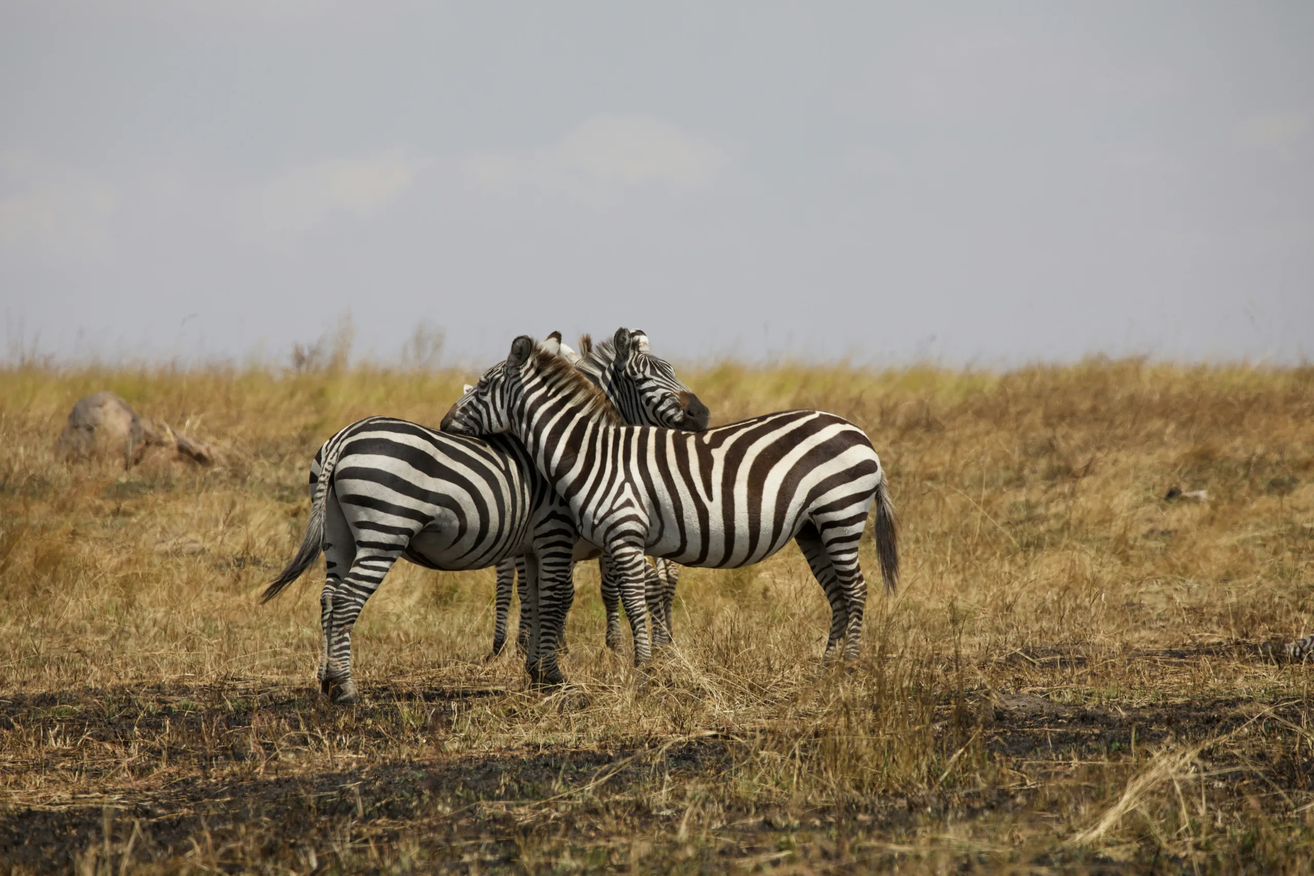 Can I Do a Safari and Beach Holiday in Tanzania?